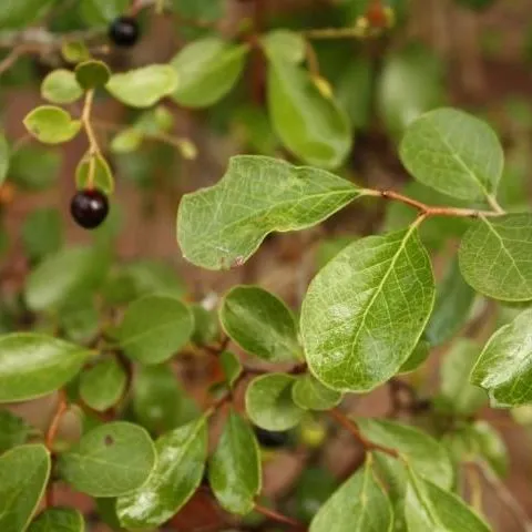 thumbnail for publication: Vaccinium arboreum, Sparkleberry